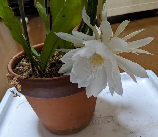 月下美人の開花③